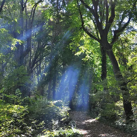 Hotel Park Bellevue Zlate písky